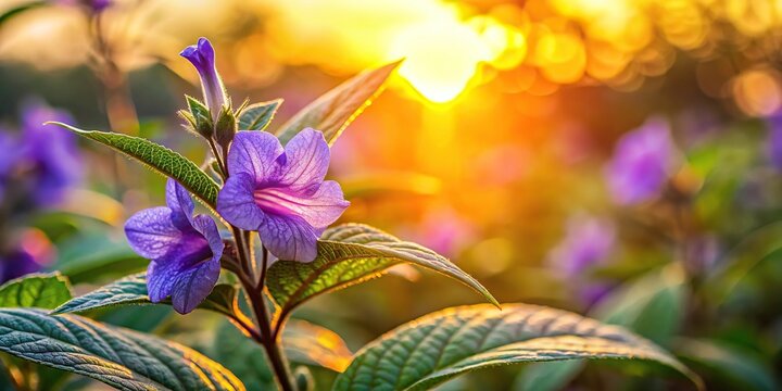 Reflected Strobilanthes callosa flower on the sunset