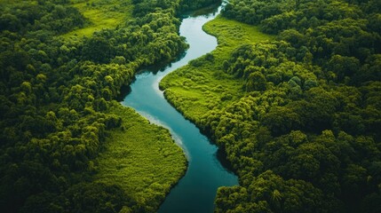 A vibrant green jungle interspersed with a meandering river