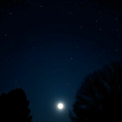 Fototapeta premium moonlit sky filled with stars above silhouetted trees on a clear night