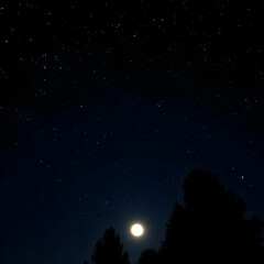 Fototapeta premium moonlit sky filled with stars above silhouetted trees on a clear night