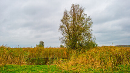Obraz premium Trees with autumn leaf colors and reed in a grey cloudy sky in wetland, Oostvaardersplassen, Almere, Flevoland, The Netherlands, October 28, 2024