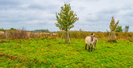 Horses in a green grassy meadow in wetland in autumn, Oostvaardersplassen, Almere, Flevoland, The Netherlands, October 28, 2024 © Naj