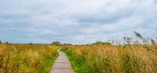 Trees with autumn leaf colors and reed in a grey cloudy sky in wetland,  Oostvaardersplassen,...