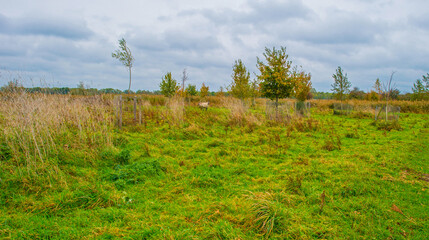 Horses in a green grassy meadow in wetland in autumn, Oostvaardersplassen, Almere, Flevoland, The Netherlands, October 28, 2024 © Naj