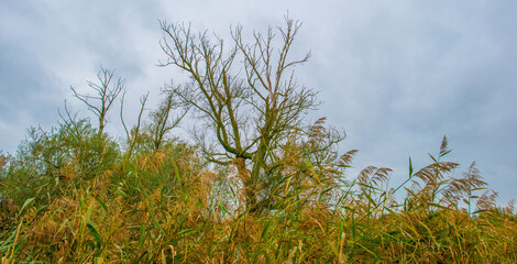 Trees with autumn leaf colors and reed in a grey cloudy sky in wetland,  Oostvaardersplassen, Almere, Flevoland, The Netherlands, October 28, 2024