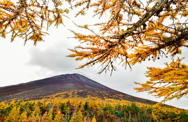 Mount Fuji from Fuji Subaru Line 5th Station in Autumn