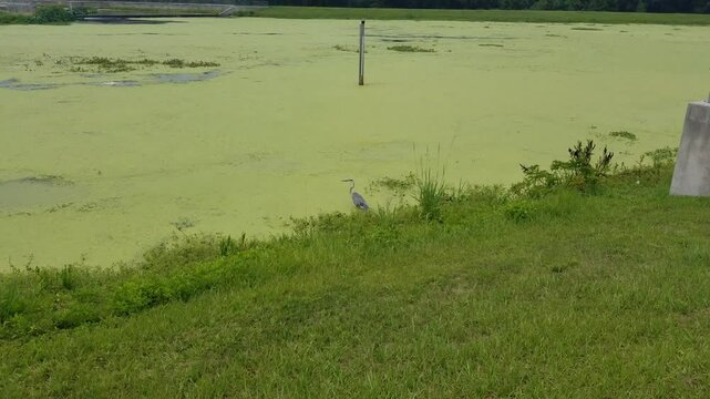 Blue Heron Taking Flight