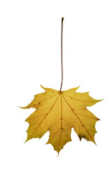 autumn  leaf