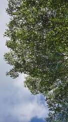 trees against sky background 