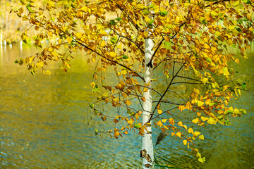 White birch in windy autumn weather against the background of the river.