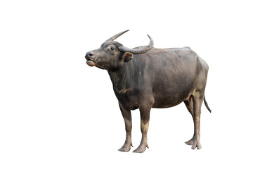 Buffalo isolated on white background