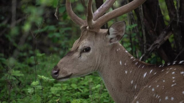 male deer with antlers looking and chewing in Yala National Park in Sr Lanka