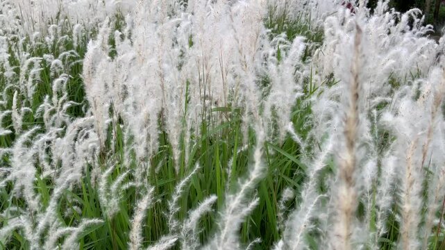 Video of cylindrica imperata blown by the wind