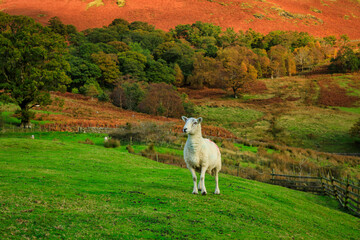 Naklejka premium Beautiful autumnal landscape in Lake District National Park. England, UK