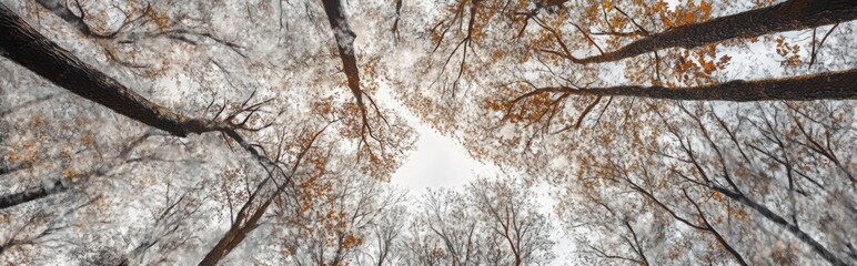 A low angle view of bare tree branches reaching up to a cloudy sky in a forest.