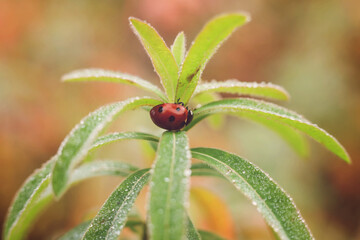 ladybug on  Euphorbia × martini, or Martin's spurge with dew drops on the leaves.