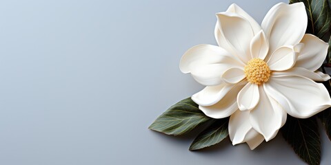 A single, delicate white flower with soft, textured petals and green leaves on a light blue background.