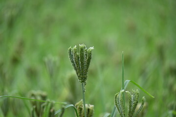 Eleusine coracana or finger millet plants. It is called Ragi and madua in India and Kodo in Nepal. It  is an annual herbaceous plant. Its widely grown as a cereal crop in the in Africa and Asia.
