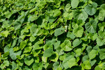 A green repeated leaf carpet of creeping wild green plants