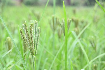 Eleusine coracana or finger millet plants. It is called Ragi and madua in India and Kodo in Nepal. It  is an annual herbaceous plant. Its widely grown as a cereal crop in the in Africa and Asia.
