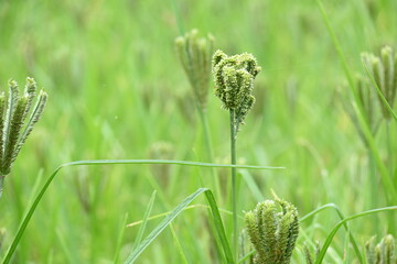 Eleusine coracana or finger millet plants. It is called Ragi and madua in India and Kodo in Nepal....