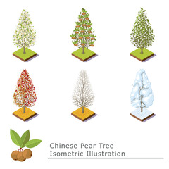 a set of pear trees. Chinese pears, trees in every season
