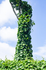 Fototapeta premium In front of the white clouds in the blue sky, creepers cling to a large tree