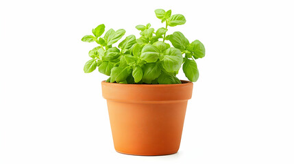 Fresh Basil Plant in Terracotta Pot, herb, green, leaves, gardening, kitchen garden