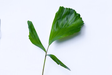 Caryota leaf on isolated white background with clipping path.