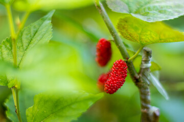 Red mulberry fruits are usually deep red. The red mulberry is a small fruit