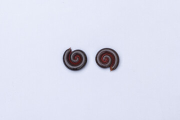 Millipede insect (Trigoniulus corallinus) on isolated white background