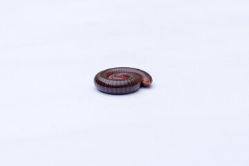 Millipede insect (Trigoniulus corallinus) on isolated white background