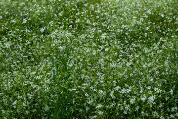 Tiny white flowers are a species of plant in the family carpetweed