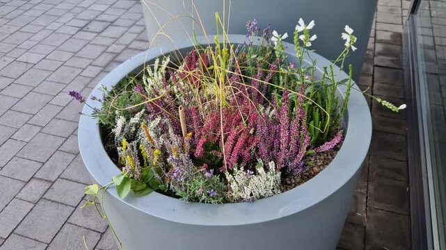 preparation for tying the root ball of a tree in a flower pot. mixed planting with perennials in a white conical flowerpot at the entrance to the glass office building. bind against refutation