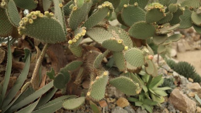 Close-up of a cluster of prickly pear cacti, showcasing their spiky pads and small budding flowers. The image captures the intricate textures and resilience of these desert plants in detail.