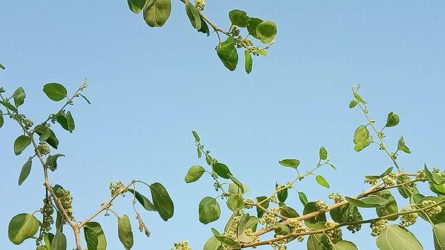 Honey Bee collect nectar from Ziziphus mauritiana flower or honey Bee on flower of Indian jujube
