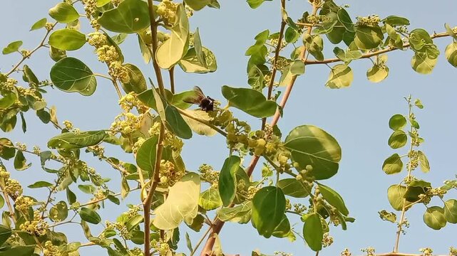 Honey Bee collect nectar from Ziziphus mauritiana flower or honey Bee on flower of Indian jujube