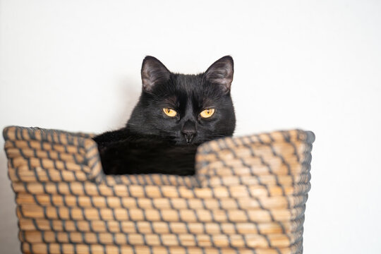 Majest&auml;tische schwarze Katze im Korb mit intensivem Blick