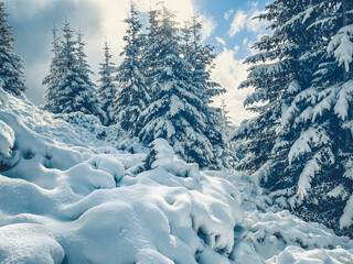 Sunlight illuminating fresh snow covering a pristine evergreen forest in the carpathian mountains,...