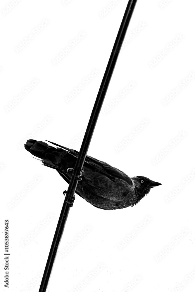 Wall mural a crow sitting on a wire against a white background