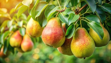 Obraz premium Ripe pears hanging on branch with green leaves