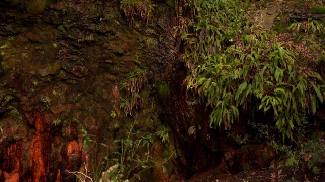 sources ferrugineuses, avec de nombreuses sorties d'eau qui lavent les plantes fix&eacute;es sur le roch&eacute;, en plan fxe, 