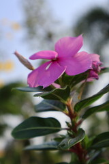 pink small flowers blooming bright soft blur leaves in garden Thailand 