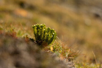 Beautiful autumn scenery with native plants growing on the slopes of the mountains in Northern Norway. Seasonal scenery of Scandinavia.