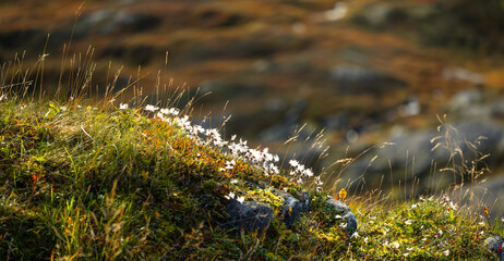 Beautiful autumn scenery with native plants growing on the slopes of the mountains in Northern Norway. Seasonal scenery of Scandinavia.