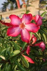 Obraz premium red flower blooming bright soft in garden Thailand 