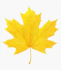 Obraz premium An orange maple leaf isolated on a transparent background in autumn.