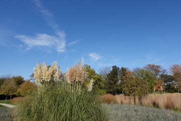 Obraz premium ススキと青空