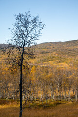 Fototapeta premium Beautiful colorful trees growing in the mountains in Northern Norway.