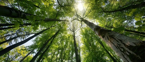 Obraz premium Majestic trees stretch skyward, their lush green canopies filtering sunlight, creating a serene, cathedral-like ambiance in a forest haven.